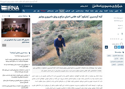 گیاه گرمسیری "پانیكوم" كلید طلایی احیای مراتع و رونق دامپروری بوشهر
